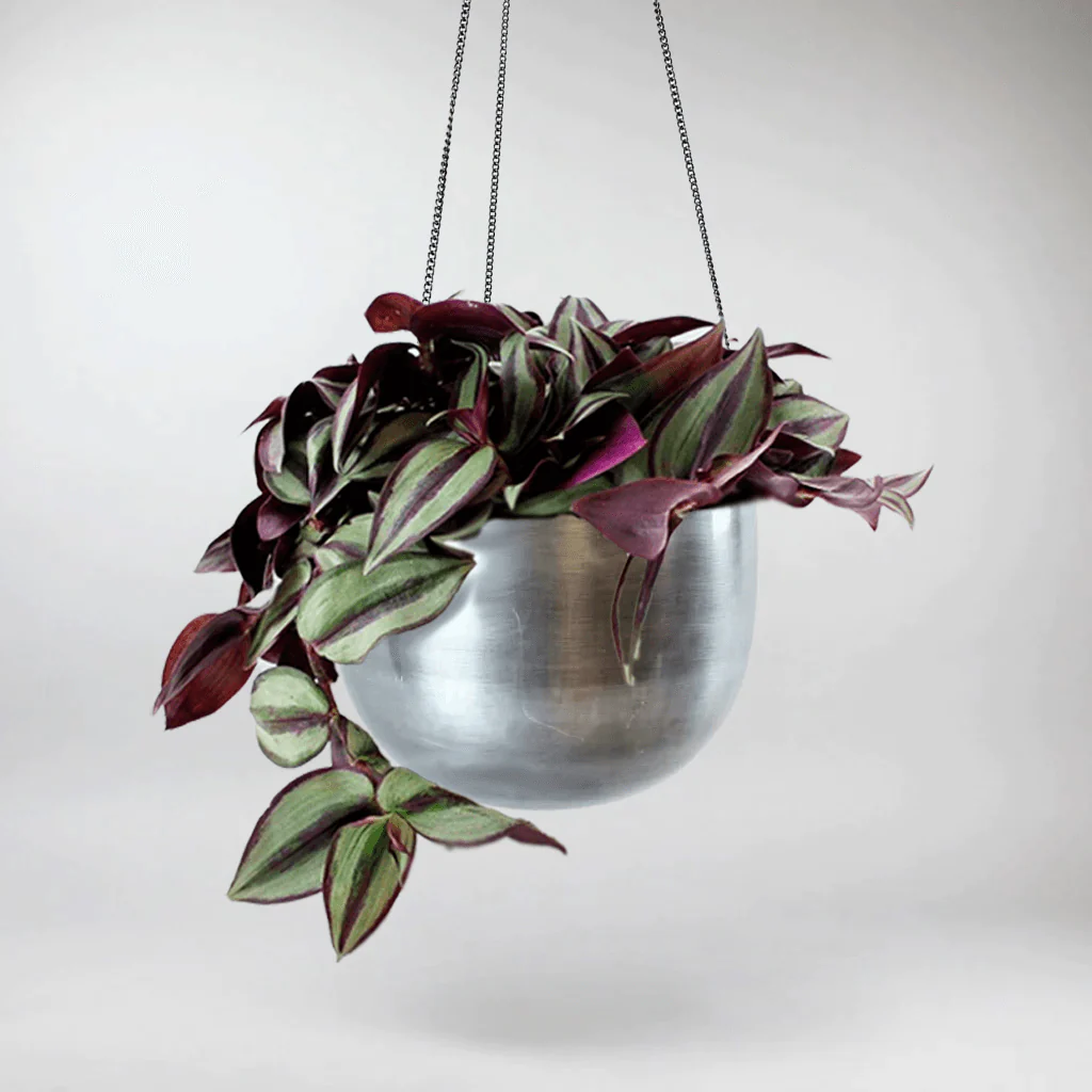Wandering Dude 'Violet' | Tradescantia Zebrina 'Violet'