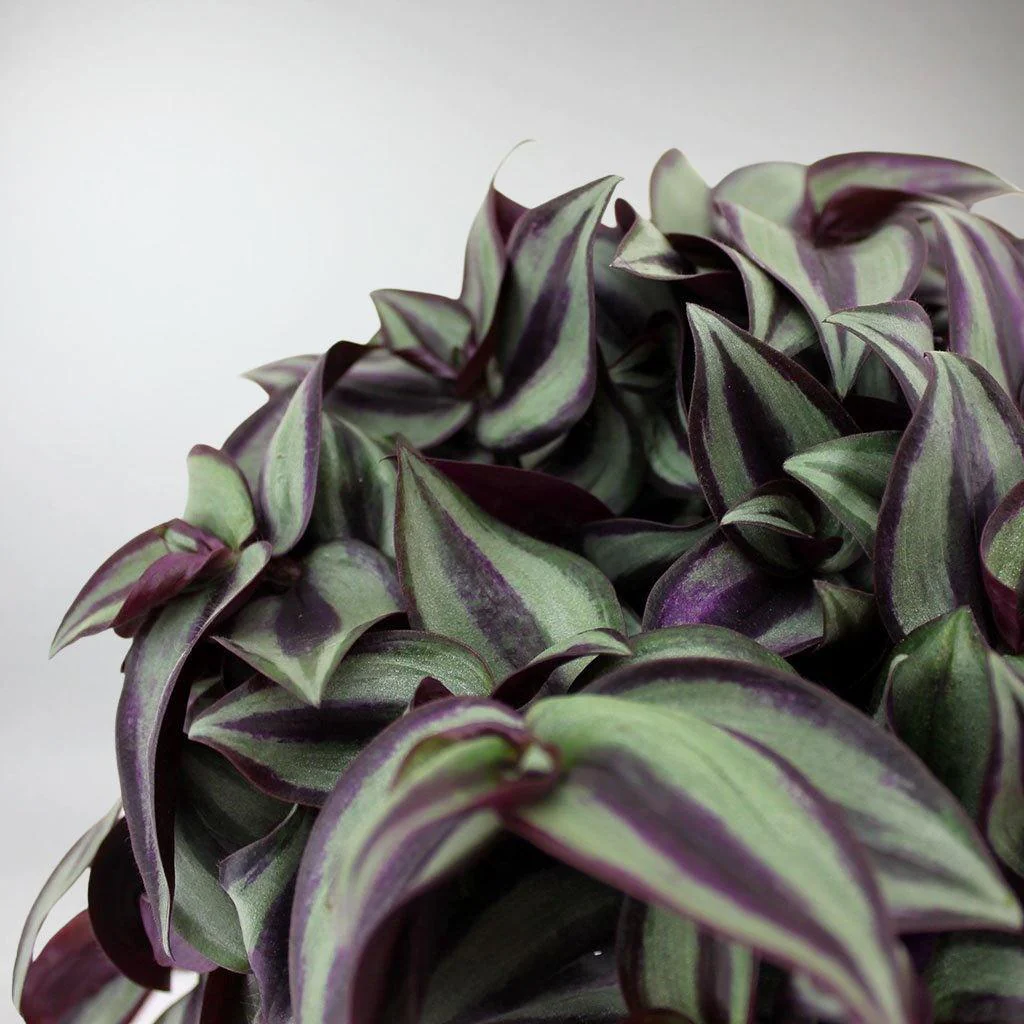 Wandering Dude 'Violet' | Tradescantia Zebrina 'Violet' - Image 2