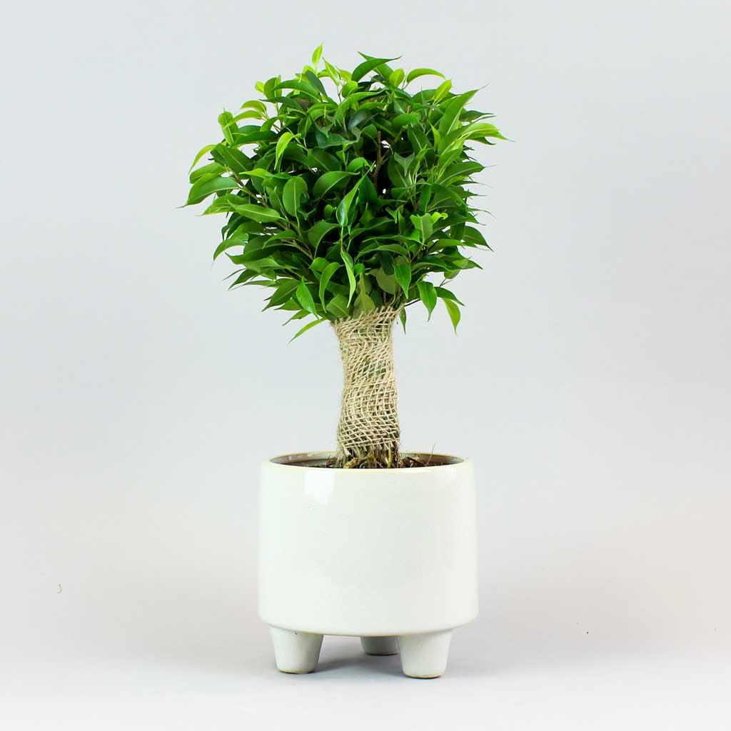 Dwarf Weeping Fig Tree | Ficus Benjamina 'Natasha' - Image 3