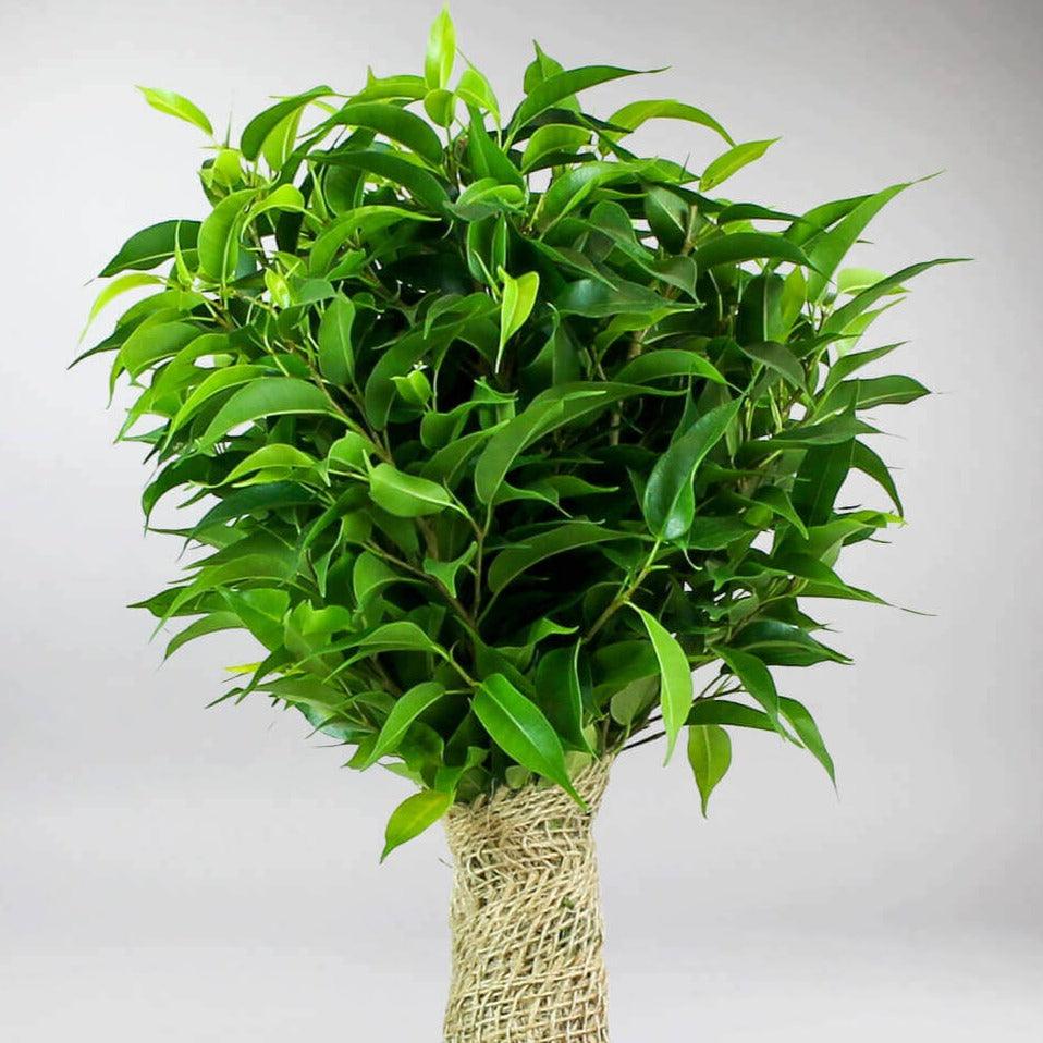 Dwarf Weeping Fig Tree | Ficus Benjamina 'Natasha' - Image 4