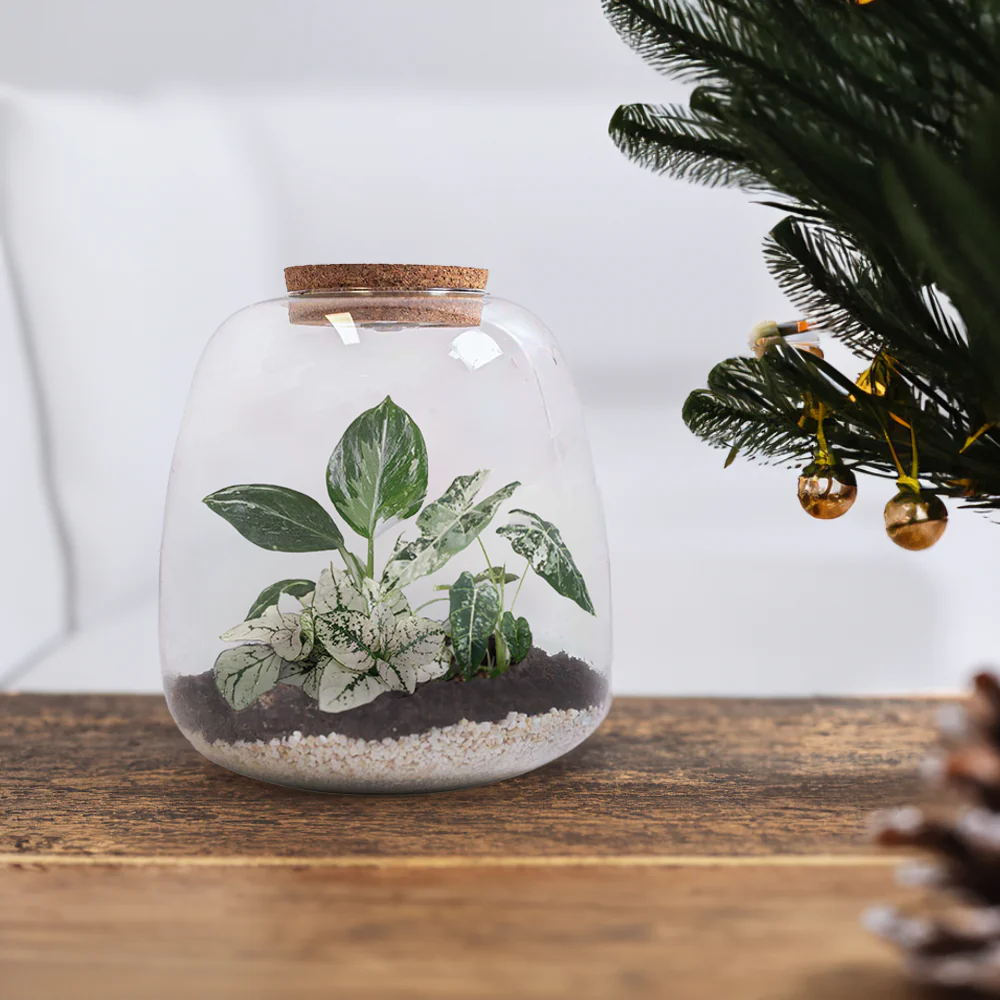 Green White Plants Terrarium DIY Kit | Build Your Own Miniature Ecosystem - Image 3