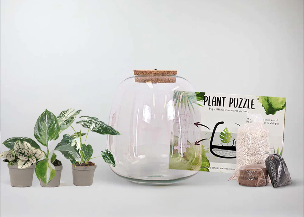 Green White Plants Terrarium DIY Kit | Build Your Own Miniature Ecosystem - Image 4