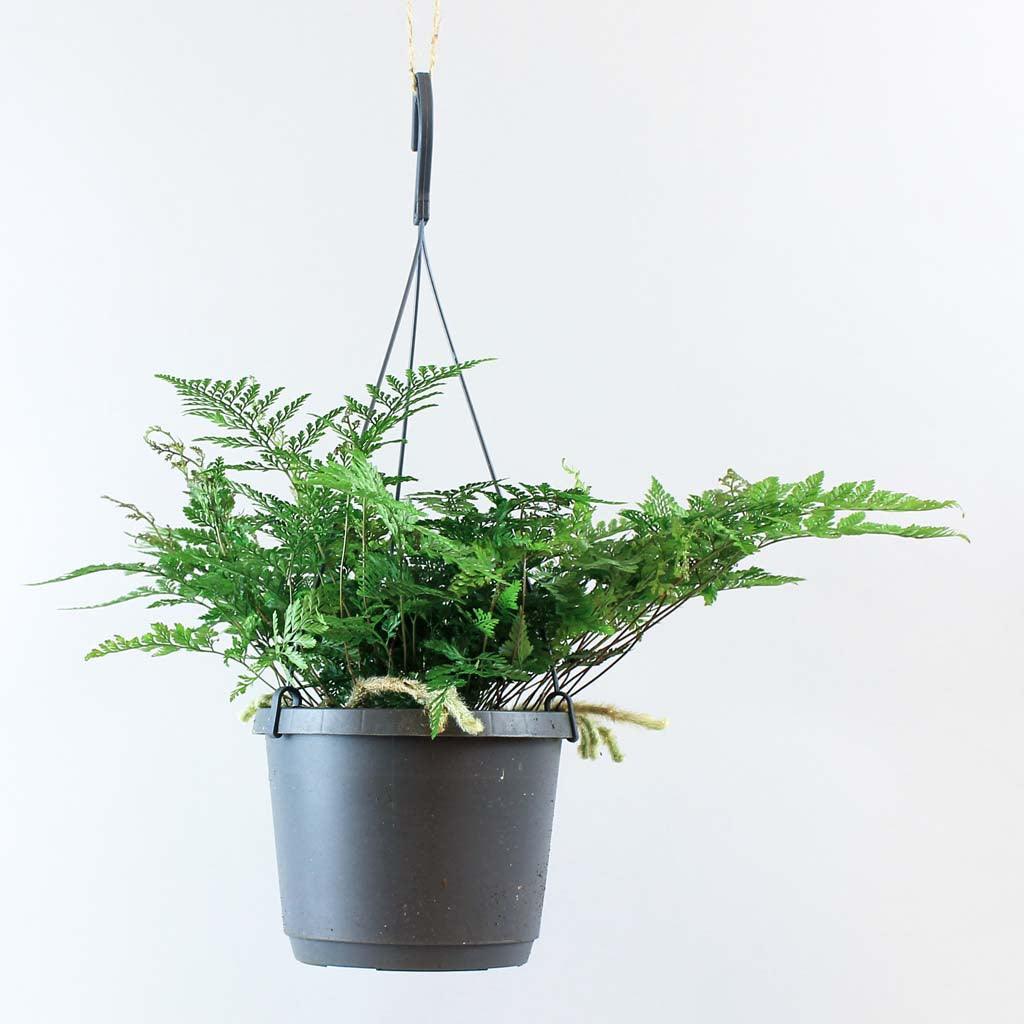 White Rabbits Foot Fern | Humata Tyermanii