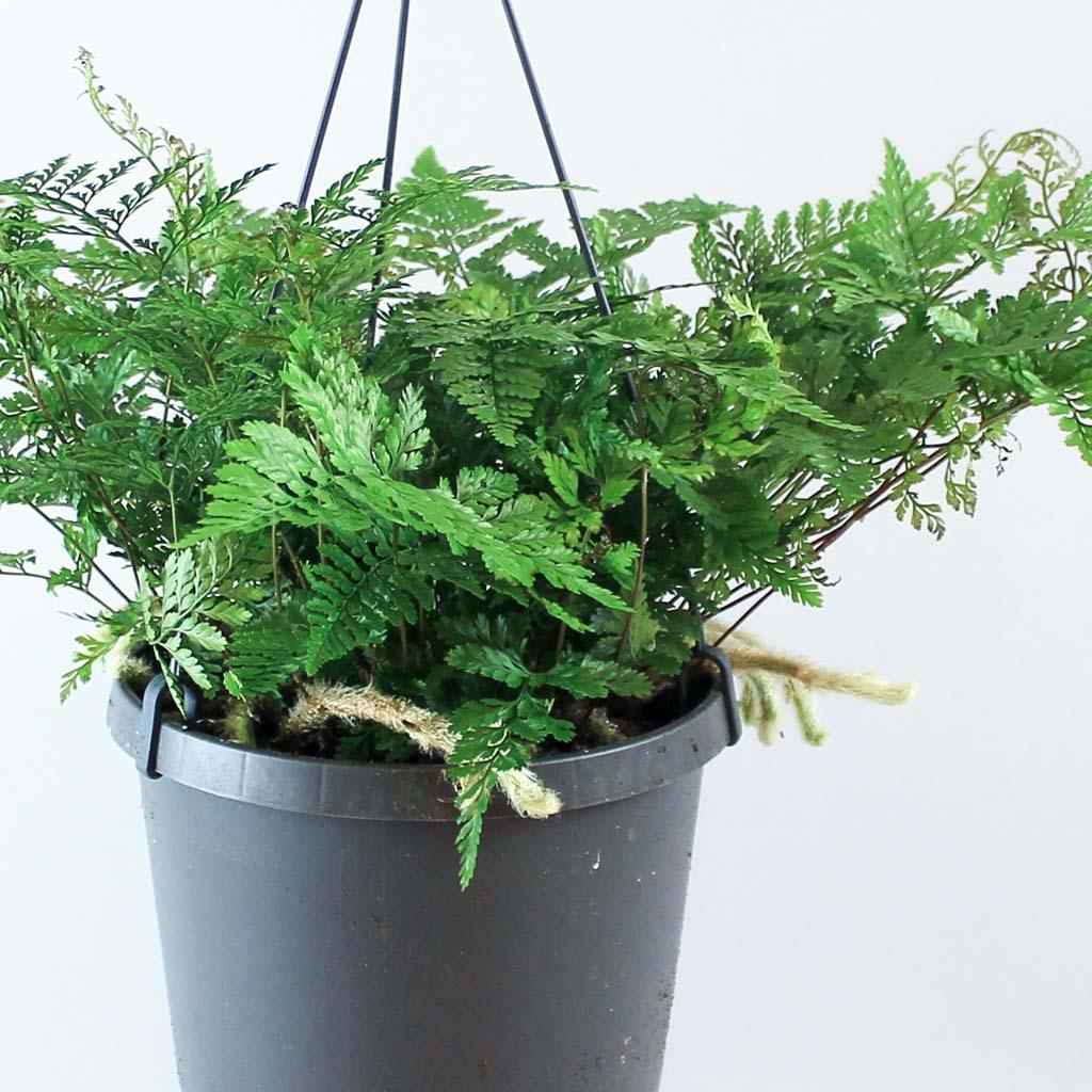 White Rabbits Foot Fern | Humata Tyermanii - Image 2