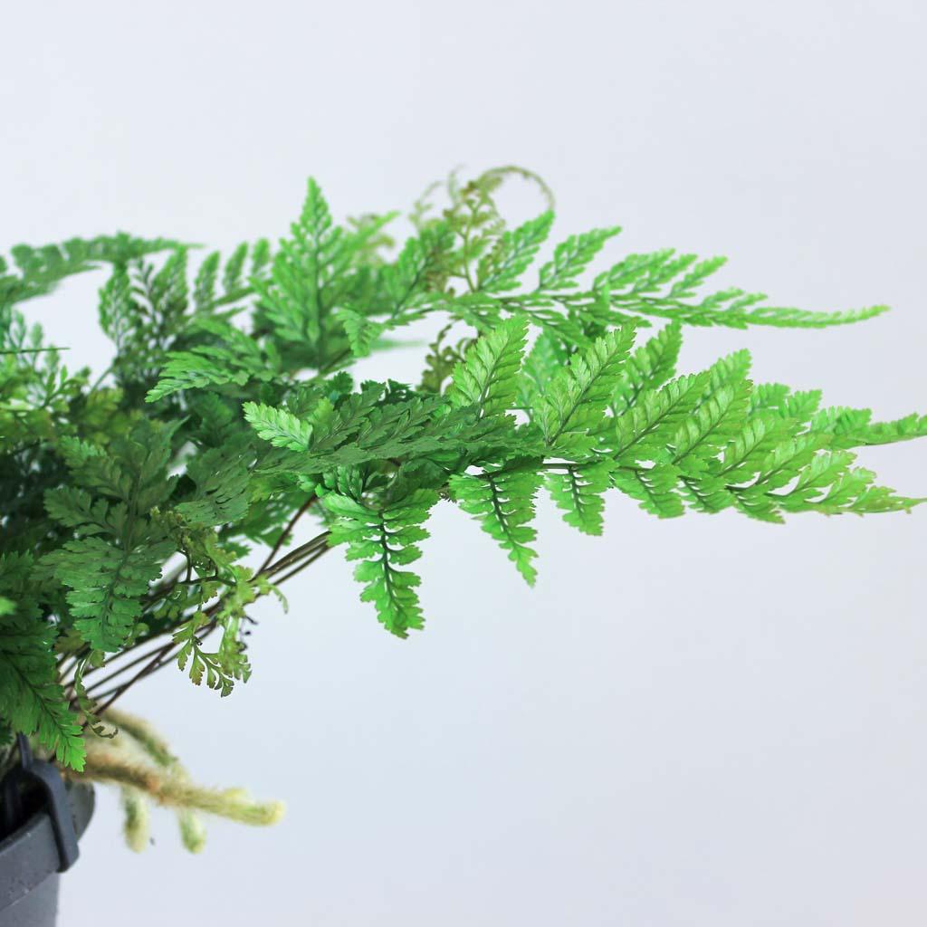 White Rabbits Foot Fern | Humata Tyermanii - Image 3
