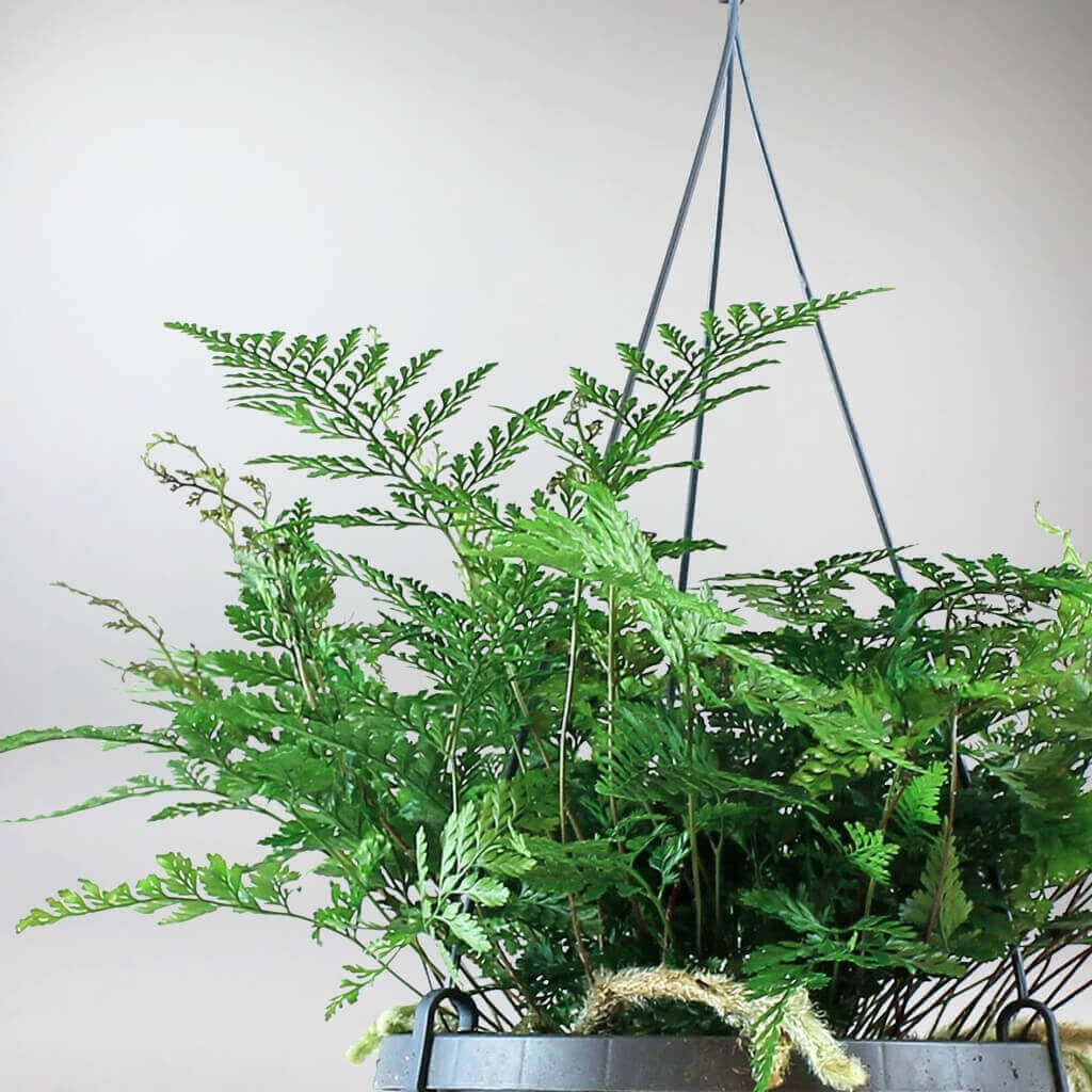 White Rabbits Foot Fern | Humata Tyermanii - Image 4