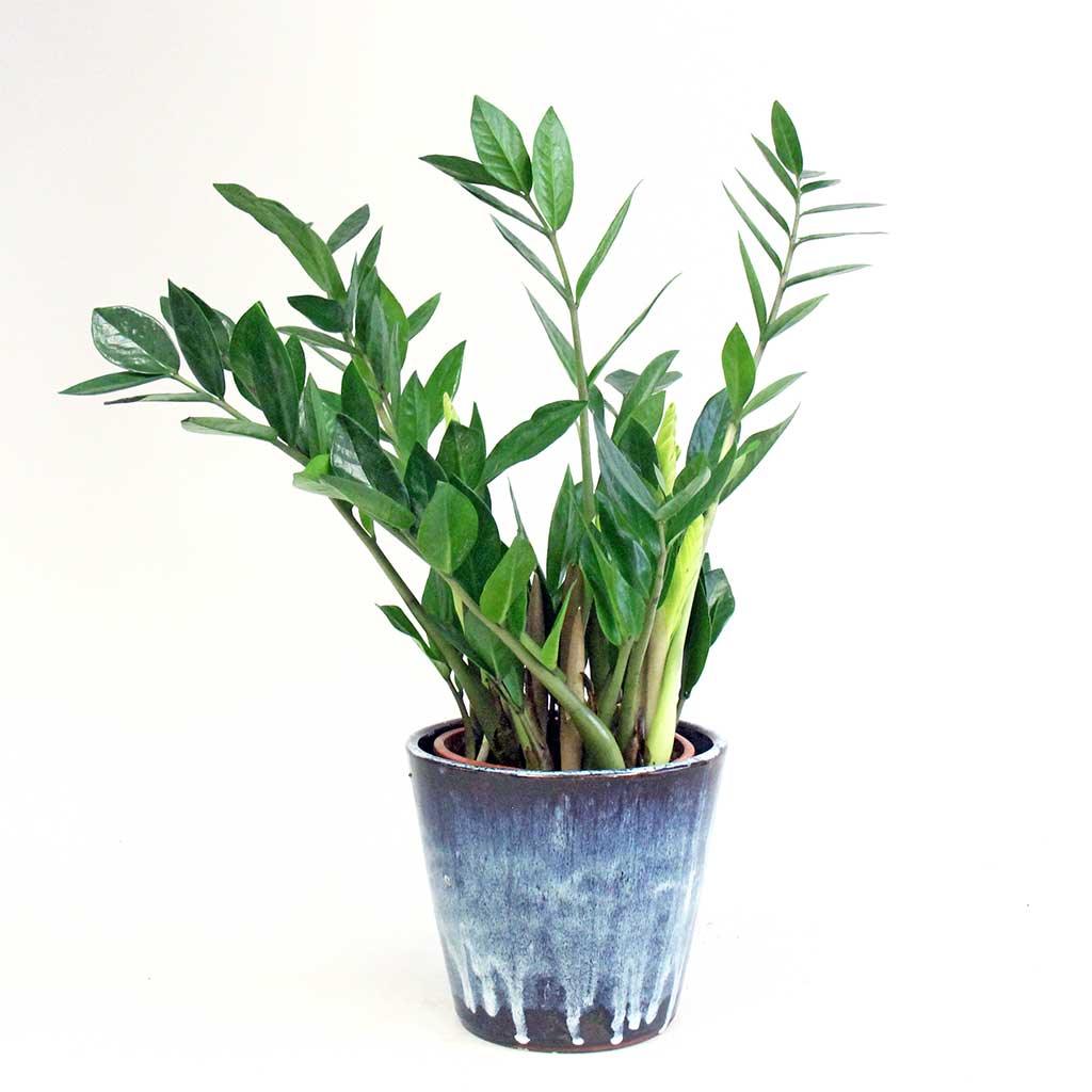 ZZ Plant | Zamioculcas Zamiifolia 17 cm